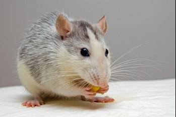rat eating corn in Stockton California