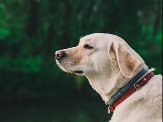 labrador dog outside in Stockton CA