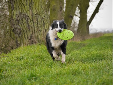 dog running with Frisbee in Stockton CA